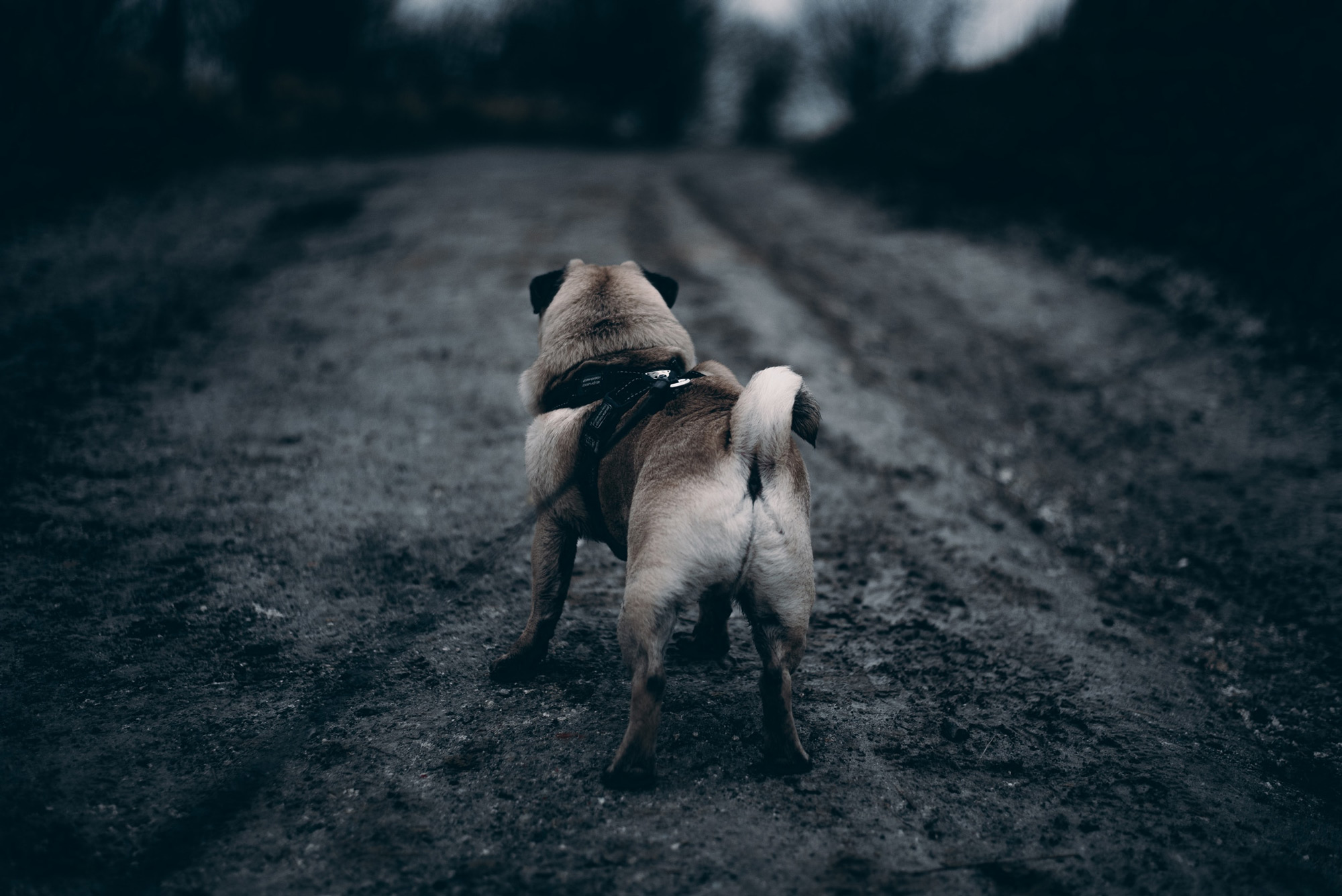 Rockdogs Hundetraining - Mantrailing